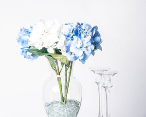 Blue and White Hydrangeas